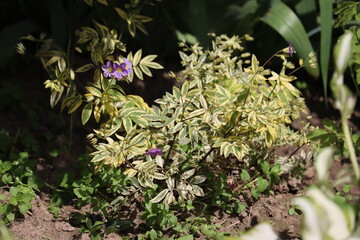 Creeping Jacob's ladder (Polemonium reptans) plant with variegated leaves in summer garden