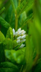Obraz premium Close-up of dew-kissed white flower buds nestled amongst vibrant green foliage