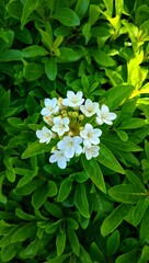 Close-up of a cluster of small white flowers blooming amidst lush green foliage