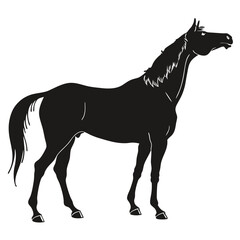 silhouette horse on white background