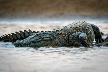 Mugger Crocodile on the banks of the Chambal River