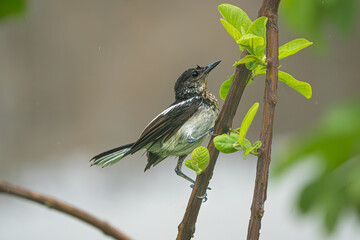 Oriental Magpie-robin (juvenile) on a rainy day