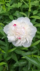 white peony with pink border on a background of green leaves, beautiful garden flower, summer