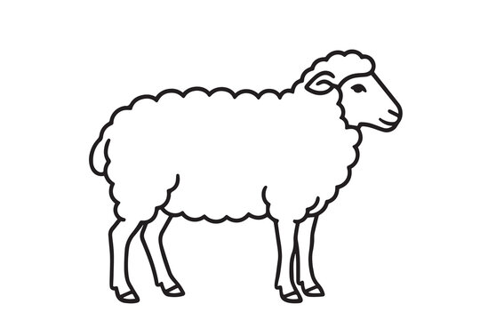 Vector of a fluffy sheep standing still, illustrated in black and white with thick black outlines highlighting its wool, ears, and gentle face.


