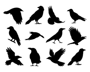 12 standing and observing crow and raven silhouettes. Great for dark nature concepts, tattoo designs, or creepy animal compositions.