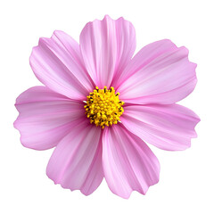Obraz premium Pink Cosmos Blossom – Isolated on Transparent Background.