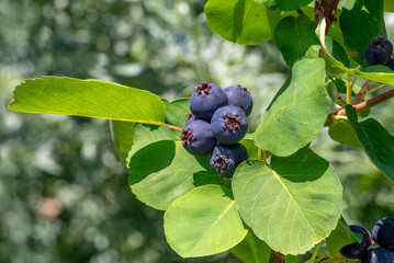 Close up of ripe saskatoon berries (amelanchier alnifolia) of the variety 