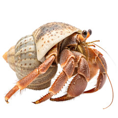 A close-up of a hermit crab with a patterned shell. The crab has a reddish-brown body and is positioned on a black background.