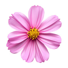 Dainty Pink Cosmos Flower PNG &ndash; Transparent Background.
