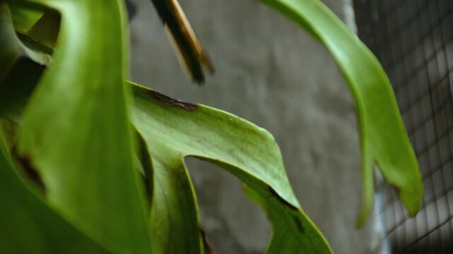A small minivet bird (Pericrocotus cinnamomeus) on a staghorn fern