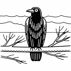 A black carrion crow on a white background