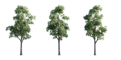 Alstonia Scholaris Tree PNG, Transparent Background, Devil's Tree (Alstonia Scholaris) Isolated on Transparent, PNG File for Design