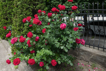 A vibrant rose bush in full bloom with red roses in a garden setting.