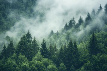 Misty fir forest scene presented in a distinctive hipster vintage retro visual style