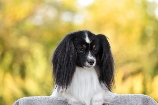 Elegant little black and white dog Continental Toy Spaniel Papillon Phalene