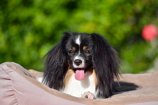 Elegant little black and white dog Continental Toy Spaniel Papillon Phalene