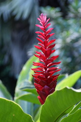 Alpinia purpurata (gingembre rouge)