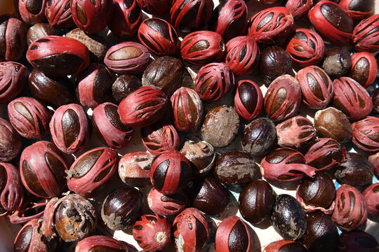 Noix de muscade et leur arille