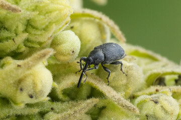 Closeup on a small weevil beetle Rhinusa asellus on a Verbascum speciosum
