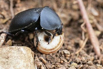 Closeup on a dark Smooth carrion-beetle, Ablattaria laevigata. This is a snail predating beetle, busy eating a snail in the field