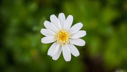 Obraz premium Single white daisy flower blooming in a lush green garden