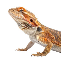 A close-up of a bearded dragon with a textured skin and vibrant colors. The lizard is positioned against a black background, showcasing its unique features.