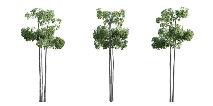 Tall Alstonia Scholaris Trees PNG, transparent Background, High Quality PNG for Architectural Visualization and Landscape design.