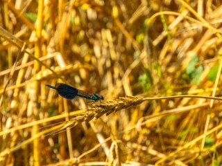 a dark blue butterfly with transparent wings sitting on a barley ear ripe for harvesting on a sunny summer day