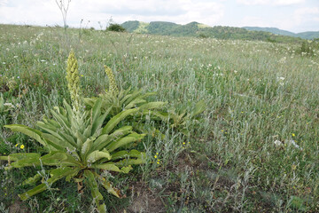 Wide-angle closeup on a large isolated and emerging Mullein wildflower Verbascum speciosum in an open field
