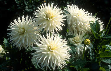 Dahlia cactus 'Magic Moment'