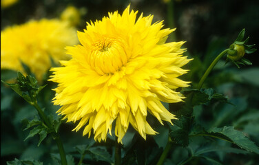 Dahlia cactus dentelle 'Hale Bopp'