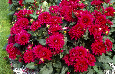 Dahlia demi nain 'Le Nogentais'