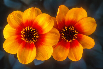 Dahlia mignon 'Le Croco'