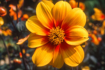 Dahlia mignon 'Le Croco'