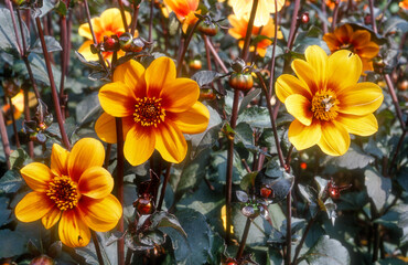 Dahlia mignon 'Le Croco'