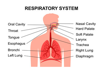 Human respiratory system with description of the corresponding parts. Anatomical vector illustration in flat style isolated over white background.