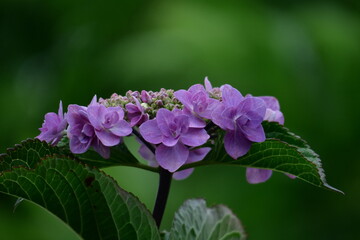 雨に濡れて咲く