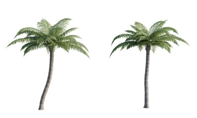 Alsophila Spinulosa Tree Fern Cluster PNG - Transparent Background, Tropical Tree Fern Group PNG - Cyathea Spinulosa Cutout Set, Exotic Tree Fern Assortment - High Quality PNG for Tropical Scenes