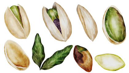 Pistachio watercolor set. Hand drawn bundle nut with shell and leaves isolated on white background. Realistic snack clip art. Ideal for logo, product packaging, banner