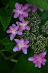 雨に濡れて咲く