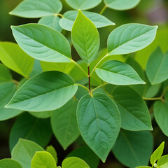Fototapeta premium Heart-leaved moonseed (Tinospora crispa), with green heart-shaped leaves on a blurred background, is an herb to control blood pressure and diabetes.