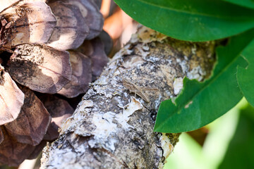 a well camouflaged grasshopper on a tree branch