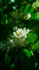 Close-up of delicate white flowers blooming on lush green foliage in sunlight