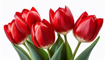 red tulips isolated on a white transparent background