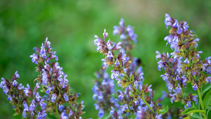 Fresh herb Sage growing on a home farm in the countryside, kitchen spice