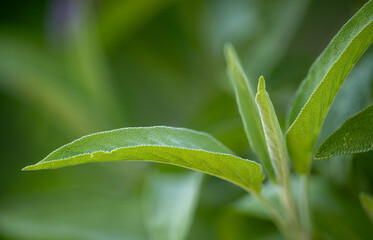 Fresh herb Sage growing on a home farm in the countryside, kitchen spice