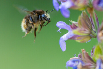 Bumblebee pollinating sage flowers, close-up macro shot