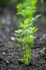young green plant in soil