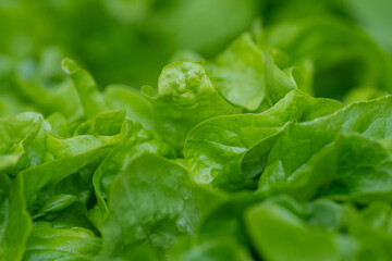 Green lettuce, growing in a bed of an organic farm, close-up macro shot