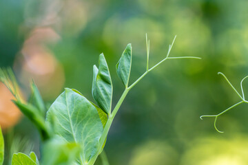Green peas growing in a flowerbed of an organic farm, close-up macro shot